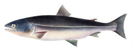 Image of Cherry salmon