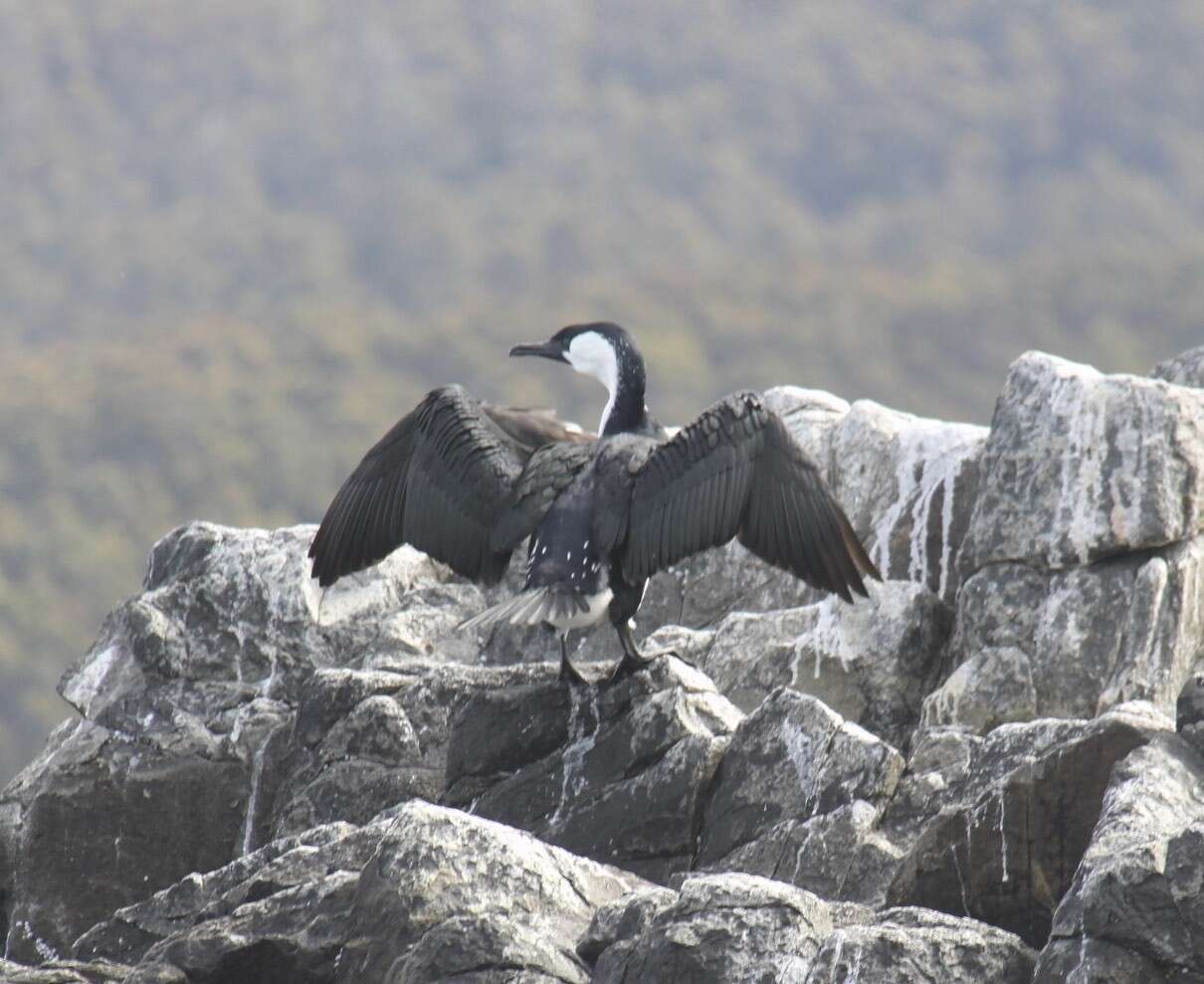 Image of Black-faced Cormorant