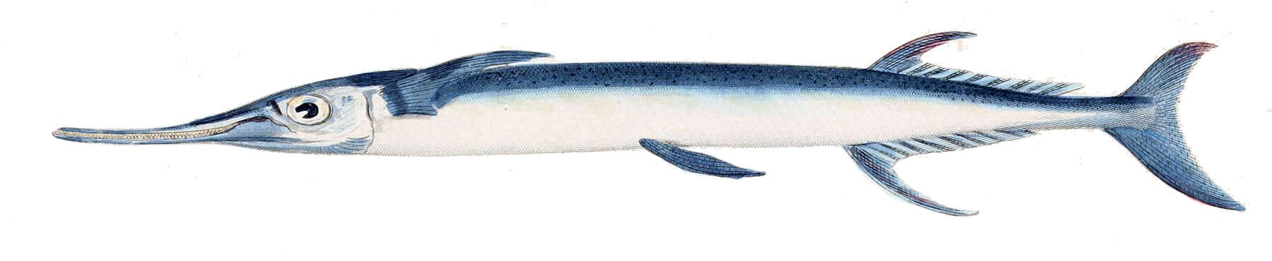 Image of Hound Needlefish