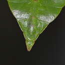 Image of Cryptophyllium limogesi
