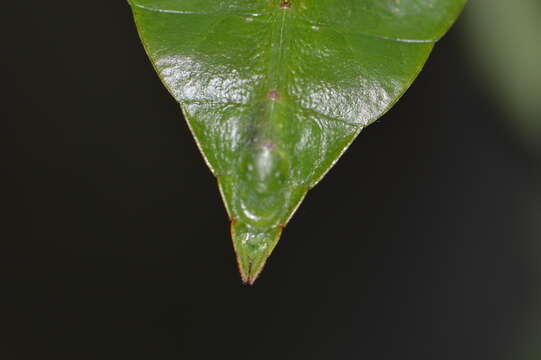 Image of Cryptophyllium limogesi