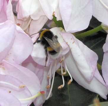 Image of Buff-tailed bumblebee