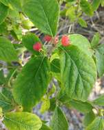 Image of fly honeysuckle