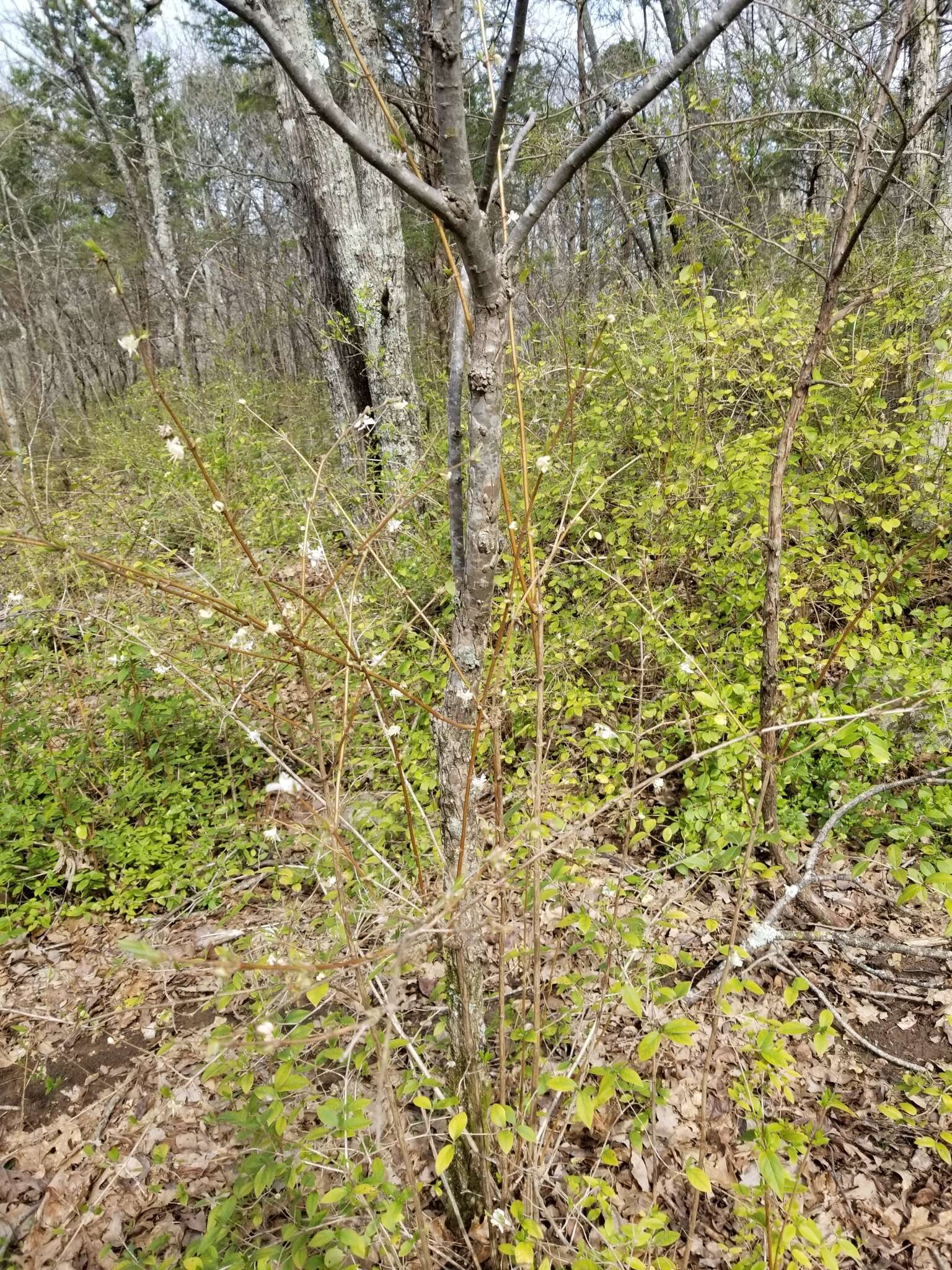 Image of sweet breath of spring