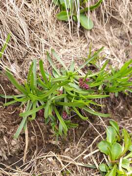 Image of Plantago alpina L.