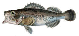 Image of Dark-banded rockfish