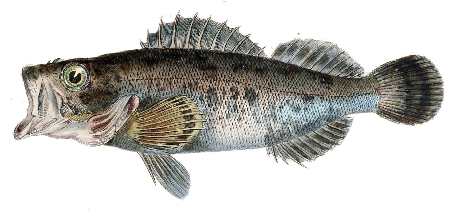 Image of Dark-banded rockfish