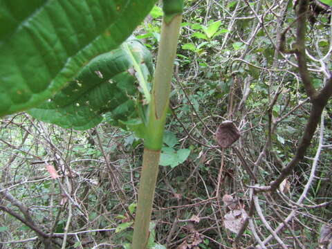 Coccoloba mollis Casar. resmi