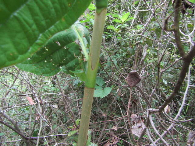 Image de Coccoloba mollis Casar.