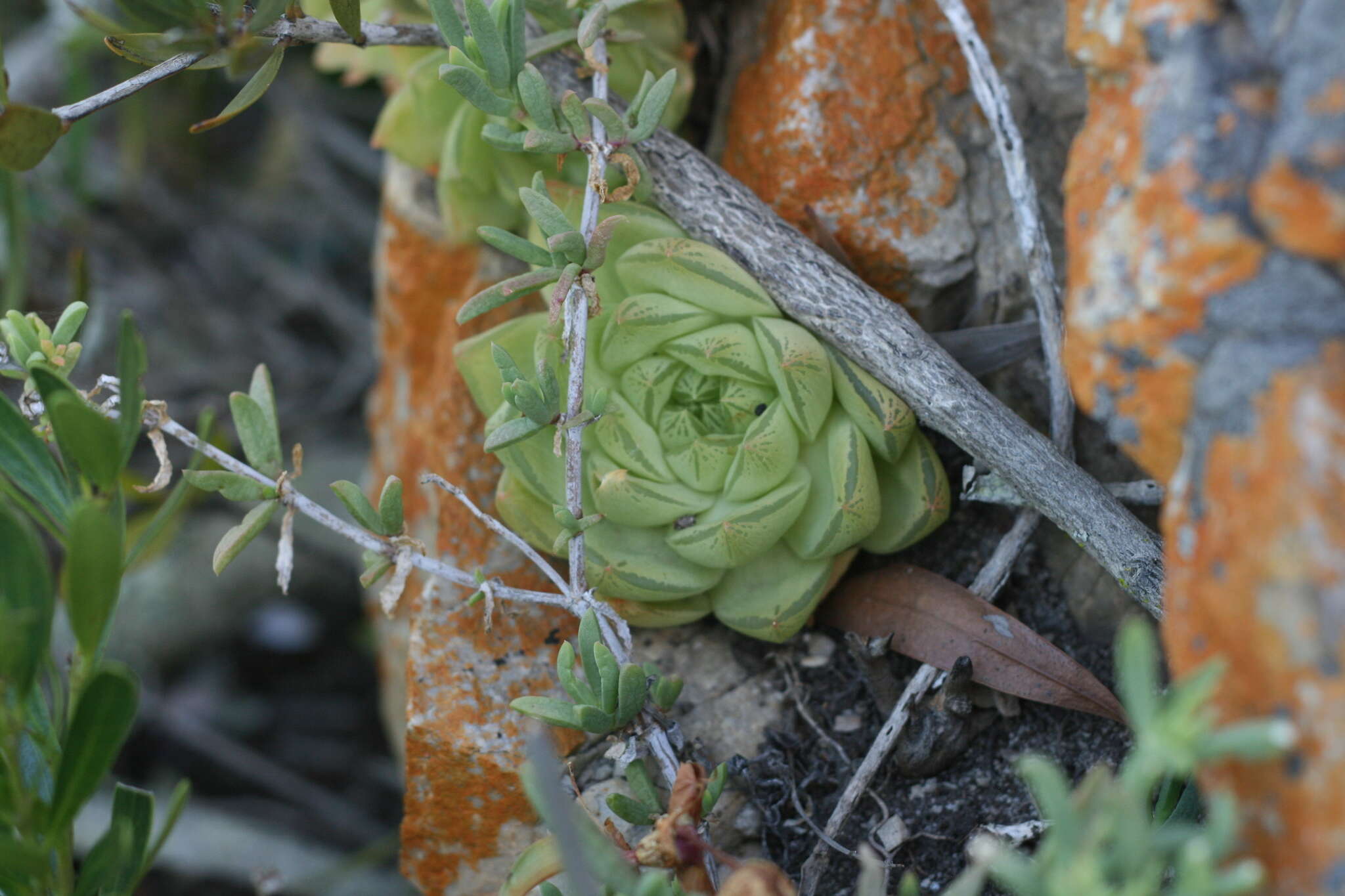 Image of Haworthia cymbiformis var. cymbiformis