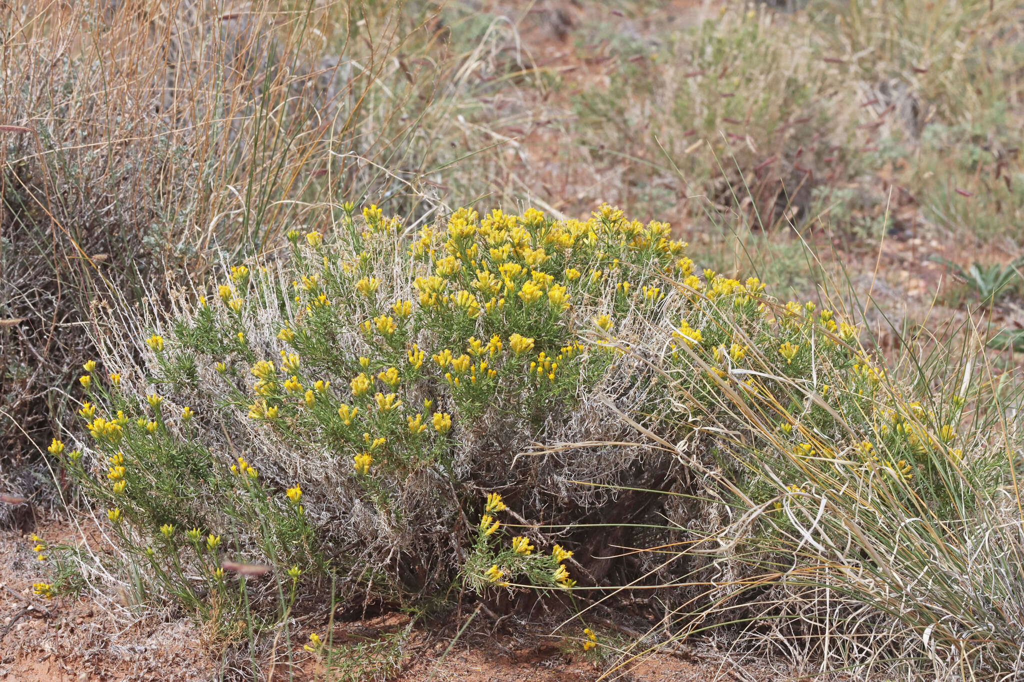 Imagem de Chrysothamnus greenei (A. Gray) Greene