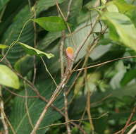 Image of Anolis tolimensis Werner 1916