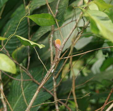 Image of Anolis tolimensis Werner 1916