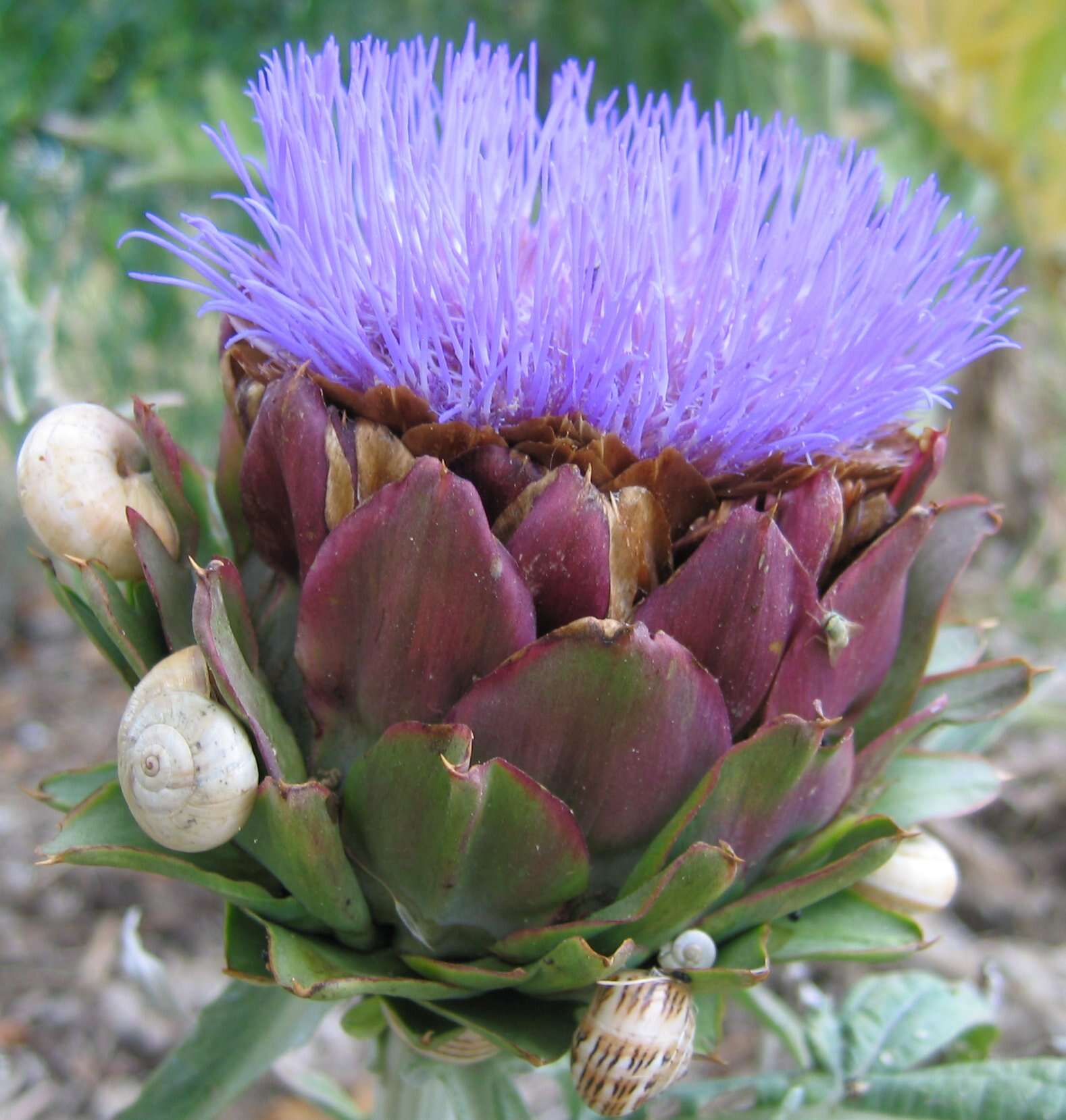 Image of Mediterranean Coastal Snail