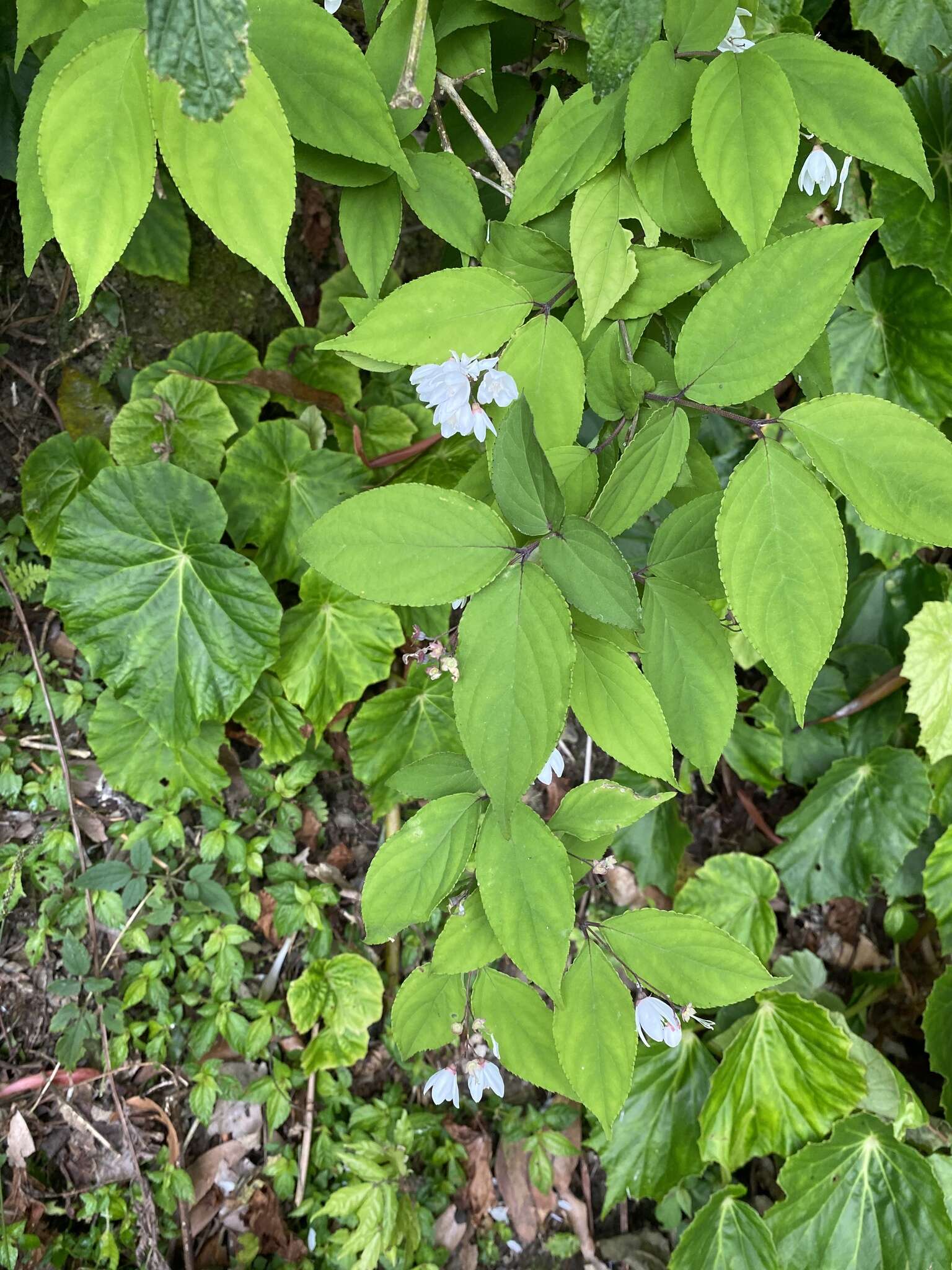 Image of Deutzia taiwanensis (Maxim.) C. K. Schneid.