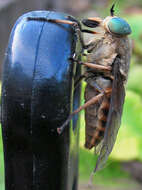 Image of Tabanus bromius Linnaeus 1758