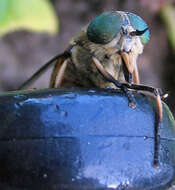 Image of Tabanus bromius Linnaeus 1758