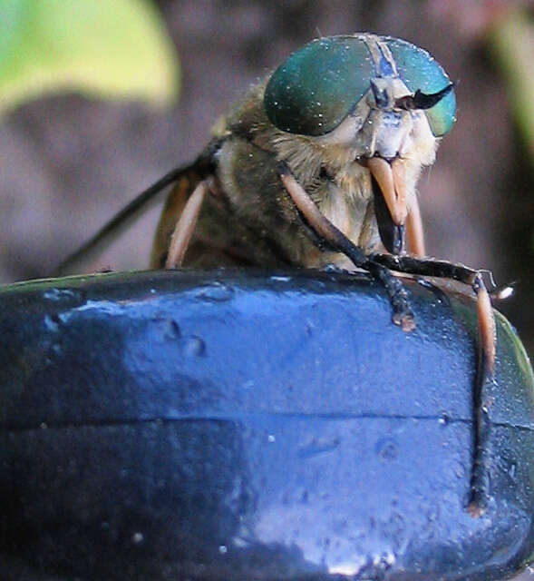 Image of Tabanus bromius Linnaeus 1758