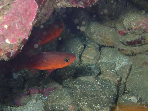 Image of Plain cardinalfish