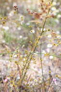 Image of Drosera gigantea Lindl.