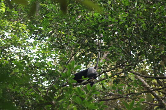 Image of Purple-faced langur