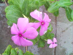 Image of Madagascar periwinkle