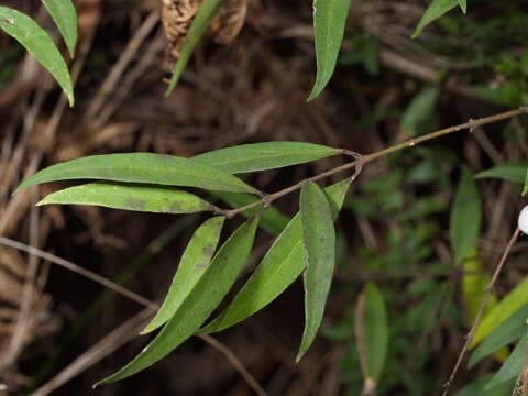 Plancia ëd Notelaea ligustrina Vent.