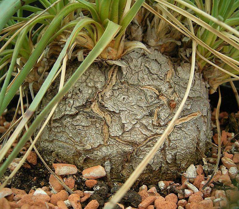 Imagem de Beaucarnea hookeri (Lem.) Baker