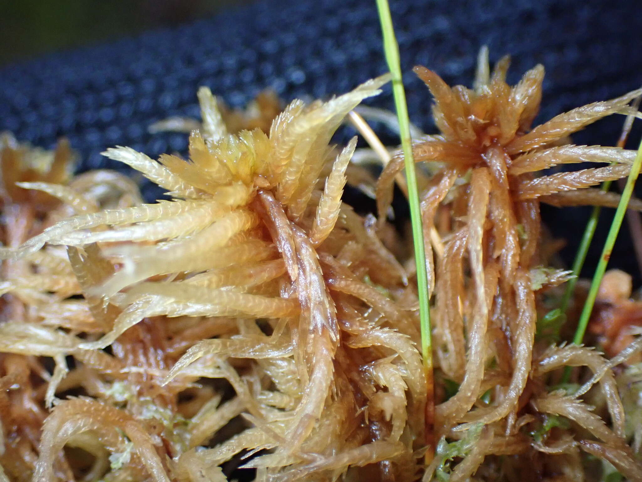 Sphagnum teres Ångström ex C. J. Hartman 1861的圖片