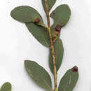 Imagem de Eucalyptus acaciiformis Deane & Maiden