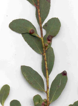 Image of Eucalyptus acaciiformis Deane & Maiden