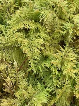 Image of tamarisk thuidium moss