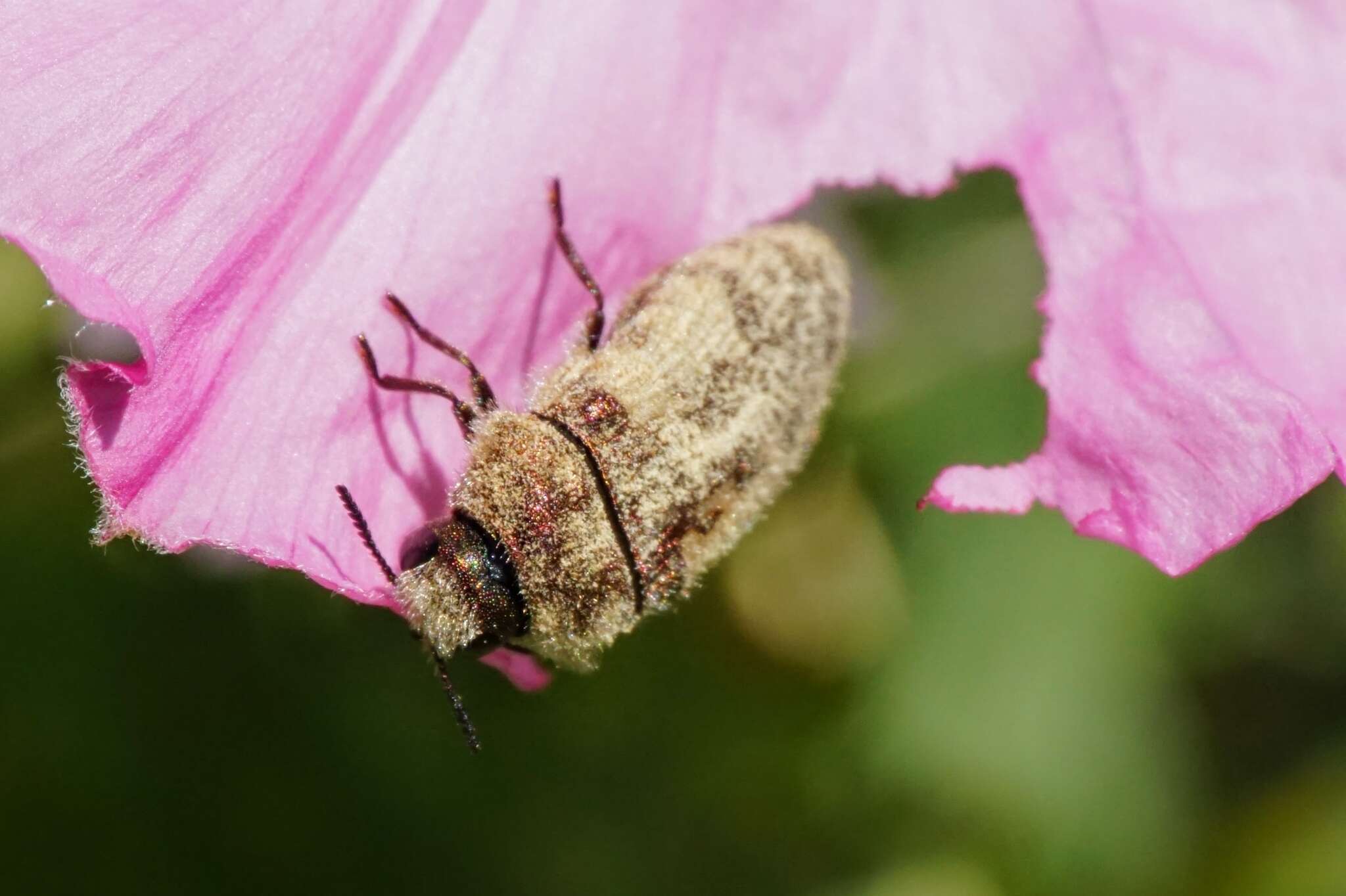 Sivun Acmaeodera pilosellae (Bonelli 1812) kuva