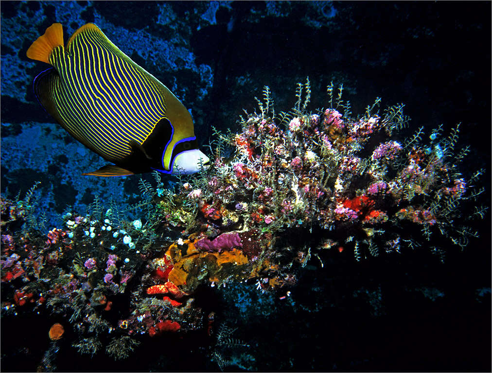 Image of Angelfish