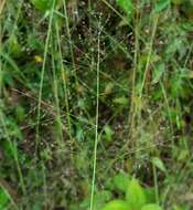 Image of Panicum brevifolium L.