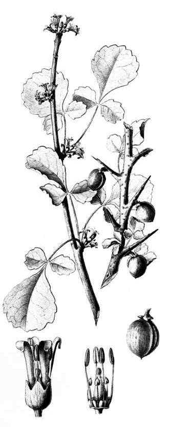 Sivun Commiphora africana (Rich.) Engl. kuva