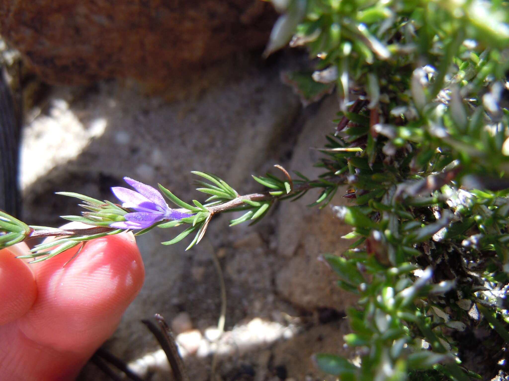 Sivun Theilera guthriei (L. Bolus) E. Phillips kuva