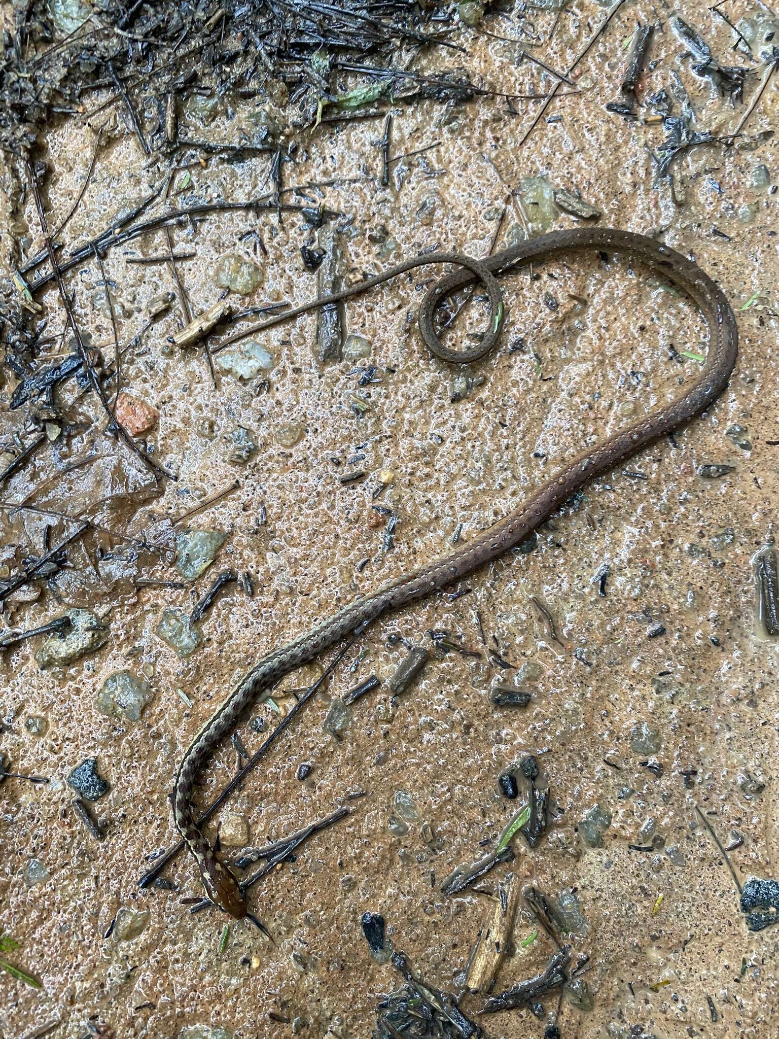 Imagem de Echinanthera cephalostriata Di Bernardo 1996