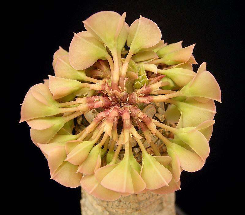 Image de Euphorbia alfredii Rauh