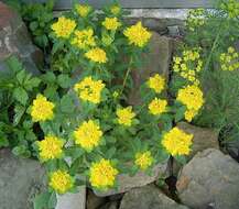 Image of cushion spurge