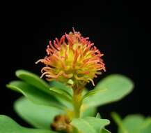 Image of cushion spurge