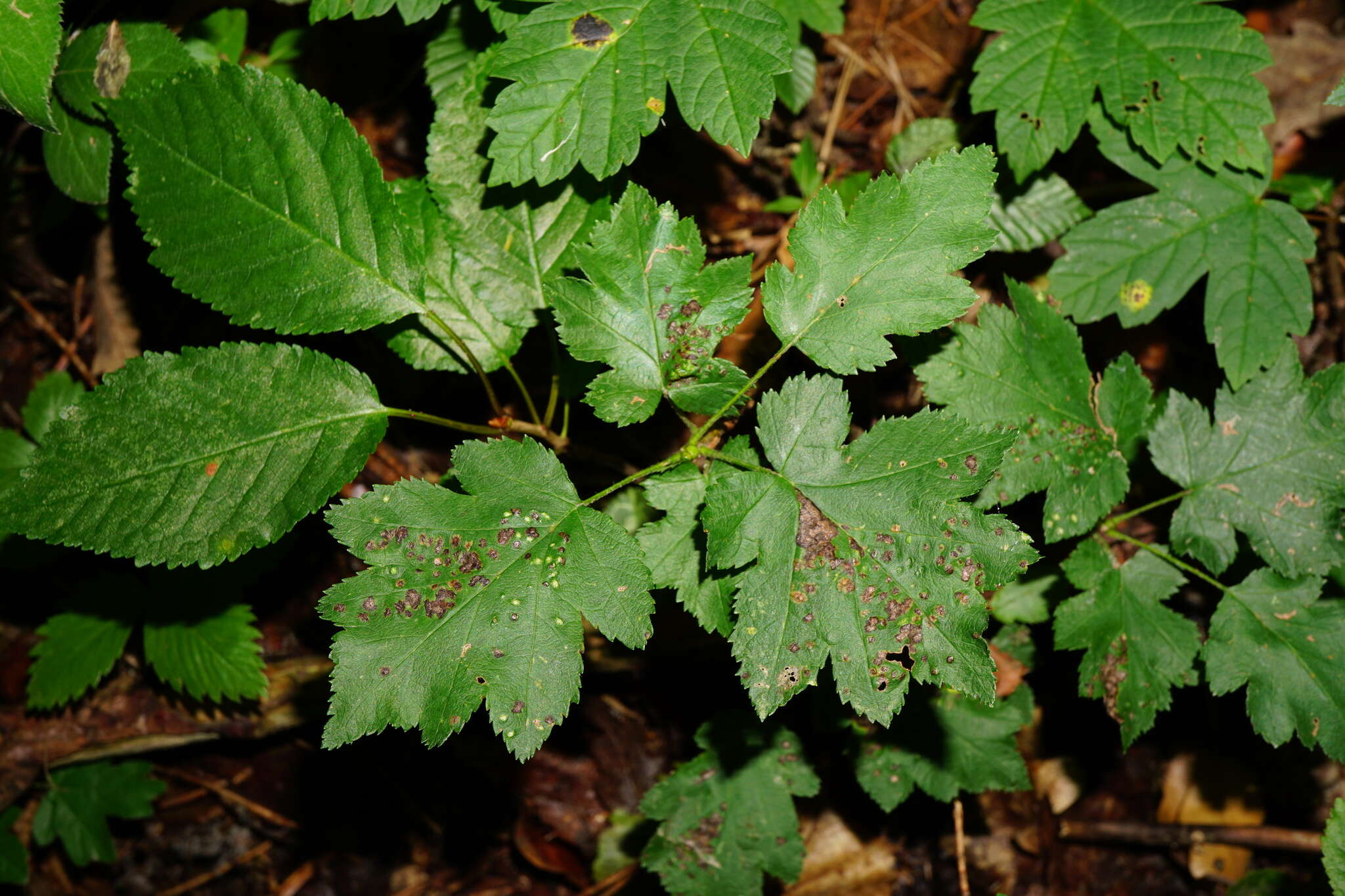 Image of <i>Eriophyes torminalis</i> Nalepa 1926