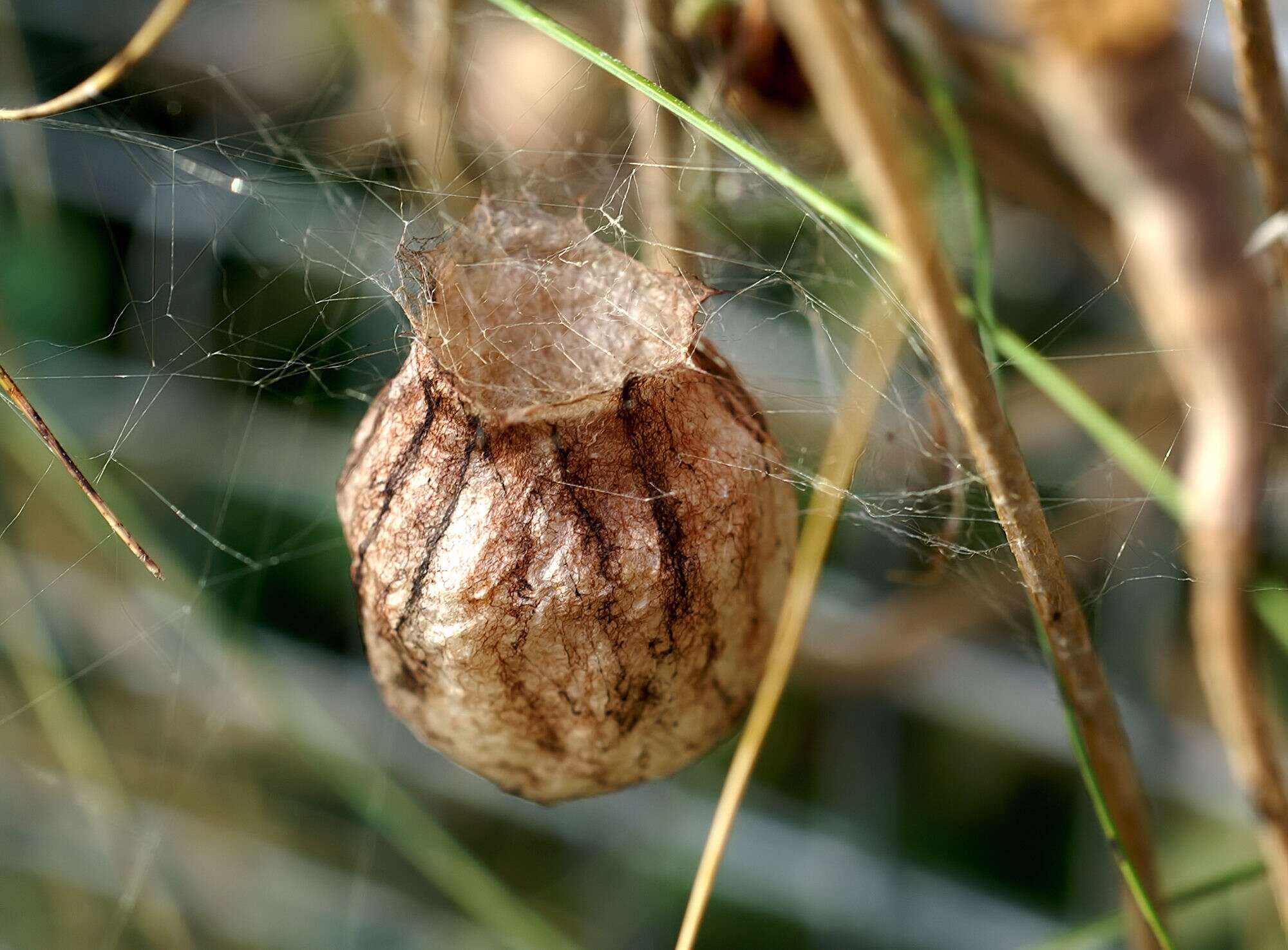 Image of Barbary Spider