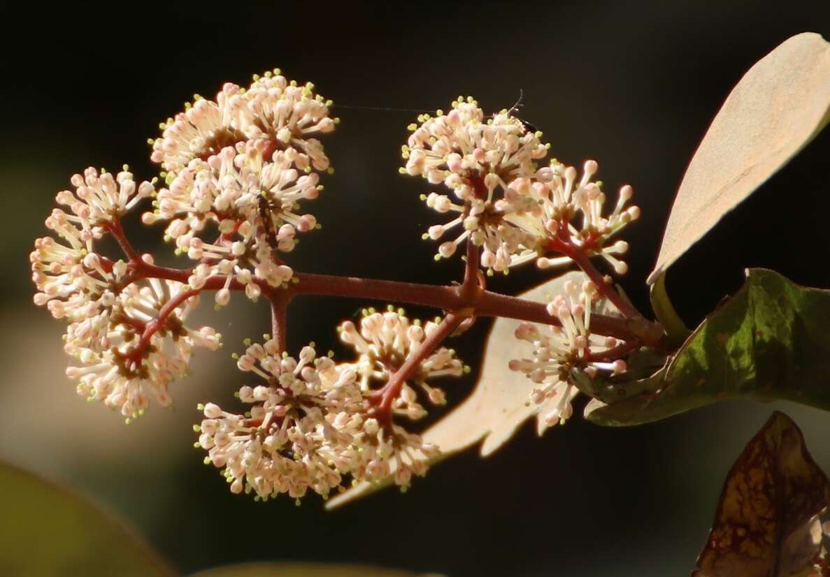 Image of Ixora brachiata Roxb.