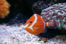 Image of High-backed boxfish