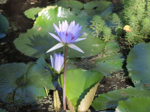 Imagem de Nymphaea elegans Hook.