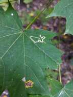 صورة Stigmella aceris (Frey 1857) Gerasimov 1952