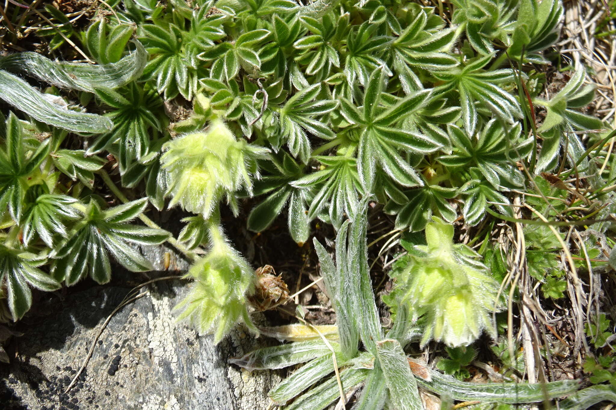 Imagem de Potentilla nivalis Lapeyr.