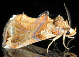 Image of Moonseed Moth