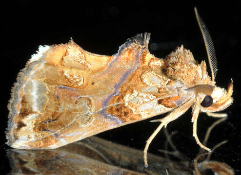 Image of Moonseed Moth